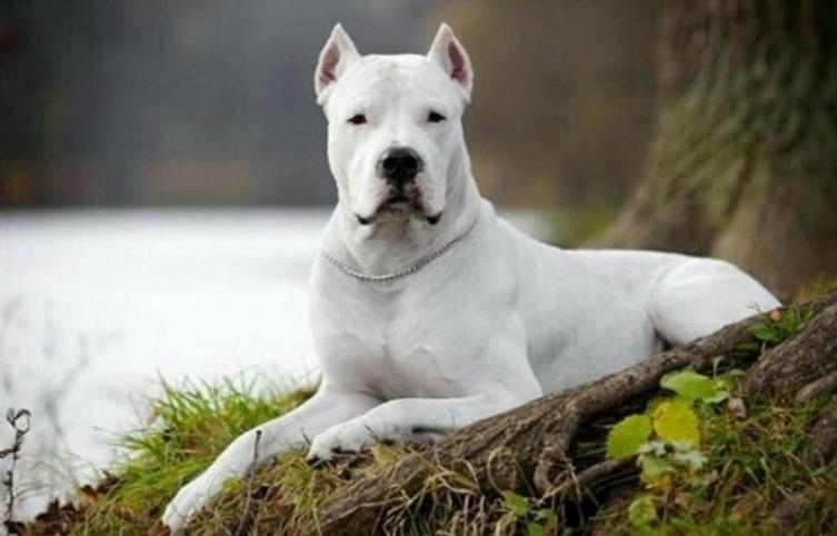 En Mendoza obligan a registrar a los perros peligrosos 