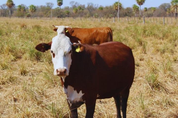 Roban más de cien cabezas de ganado en un campo de Santa Fe