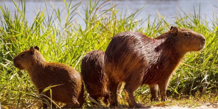 La Justicia frenó el traslado de carpinchos en Nordelta