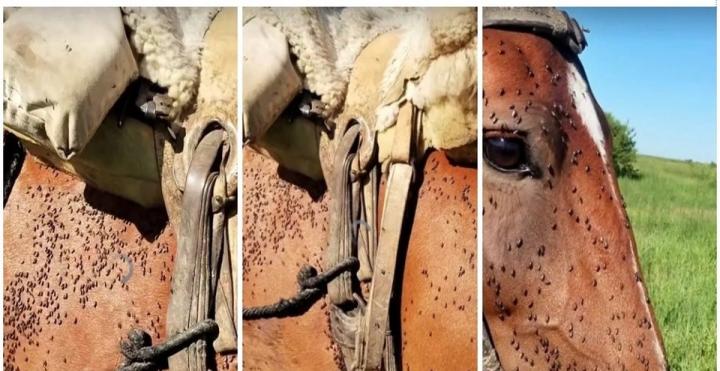 Invasión extraordinaria de mosquitos en Colonia Mascías