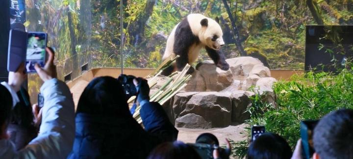 El fin de la “era panda” en Japón: emotiva despedida para Xiao Xiao y Lei Lei