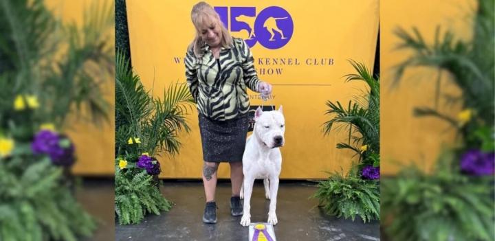 Orgullo argentino: Toky, el dogo que conquistó Nueva York