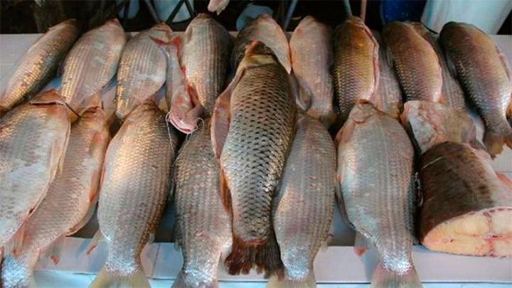 Incautan 8 toneladas de sábalos