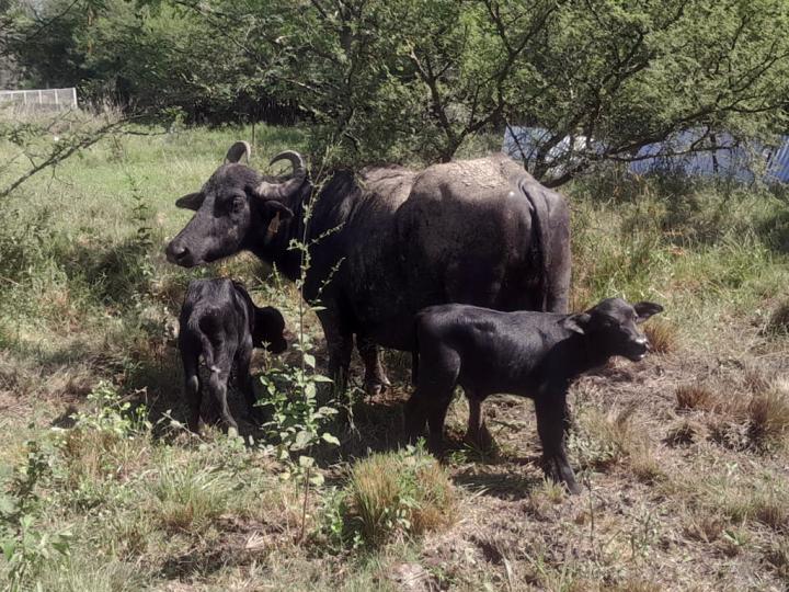 Nacieron búfalos mellizos en la Escuela Granja de la UNL