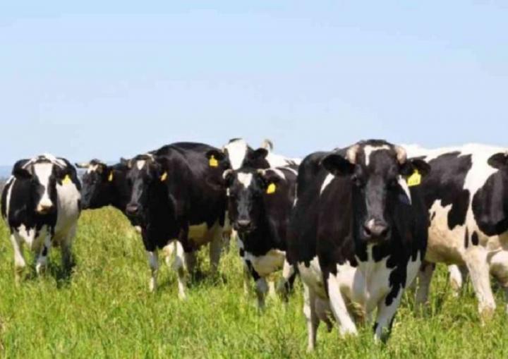 Cuando hay hambre se nota: faenan cuatro vaquillonas