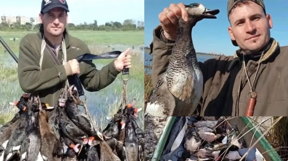 Mató aves protegidas: es empleado del gobierno de Santa Fe