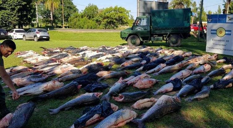 Secuestran 6 toneladas de surubíes en Corrientes