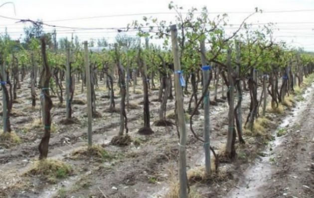 El granizo destrozó viñedos y frutales en Mendoza