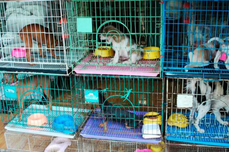 Santa Fe prohíbe la exhibición de mascotas para la venta