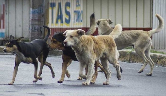 Es legal la matanza de perros callejeros en Santa Cruz