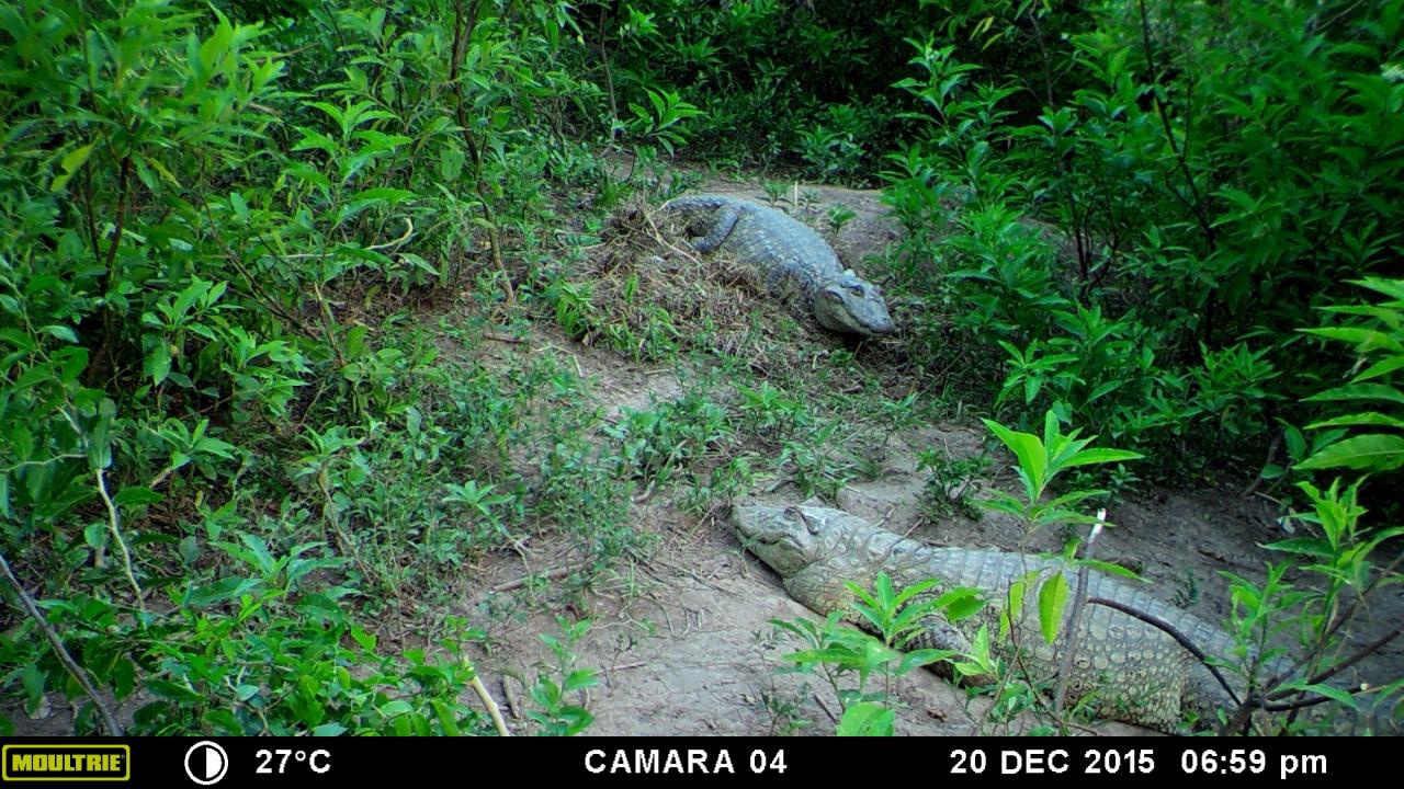 Cómo hace su nido un yacaré overo