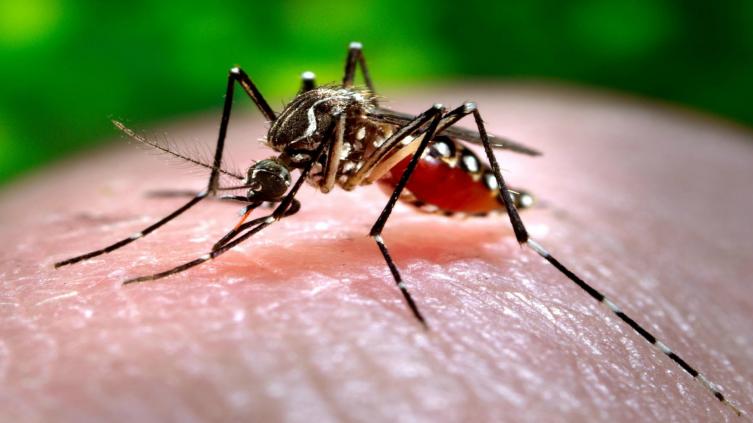 Brindan consejos para prevenir el dengue