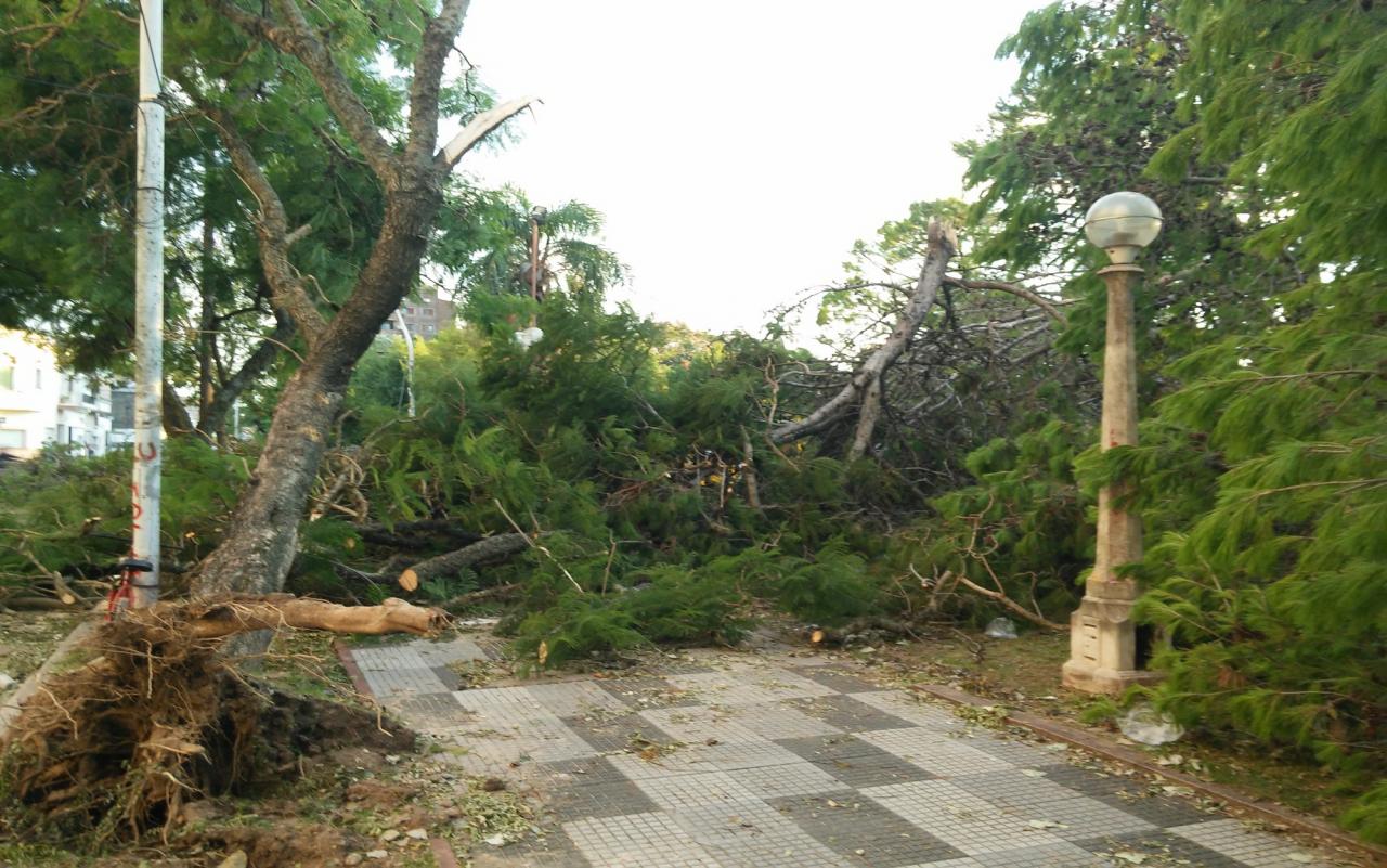 Temporal: ocho mil toneladas de árboles y ramas serán removidas