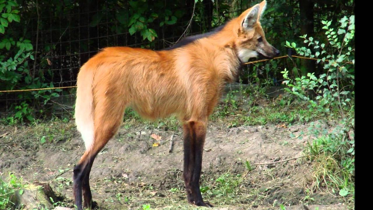 Rescatan un Aguará Guazú en la Costa