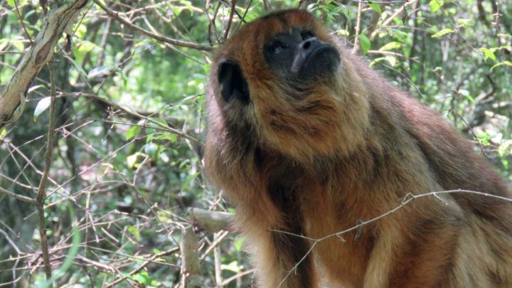 La provincia liberó cinco monos carayá 