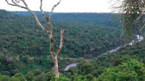 La Selva Misionera