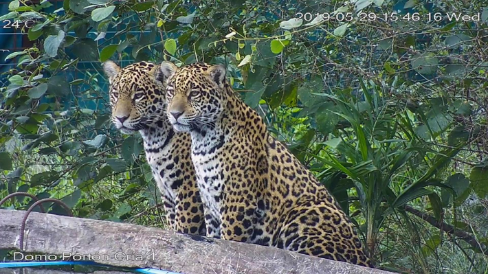 Los yaguaretés nacidos en el Iberá cumplen 1 año 