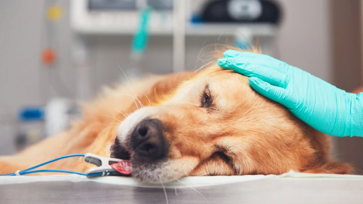 Por qué se celebra hoy el Día del Veterinario