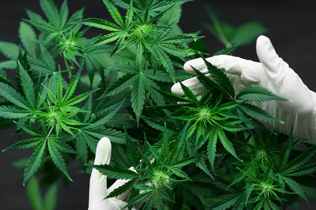 Santa Fe producirá cannabis para uso medicinal