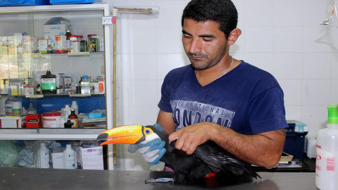 Rescatan un tucán en un barrio de Santa Fe