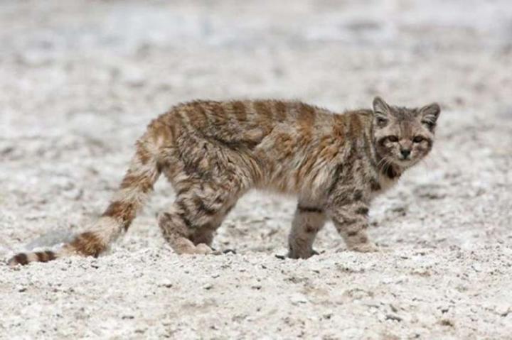 Avistan al gato andino en Mendoza