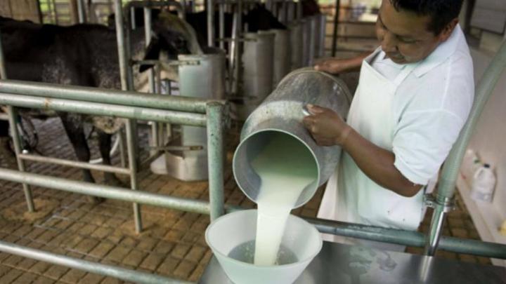 El 58 % de los tamberos creen que la actividad crecerá