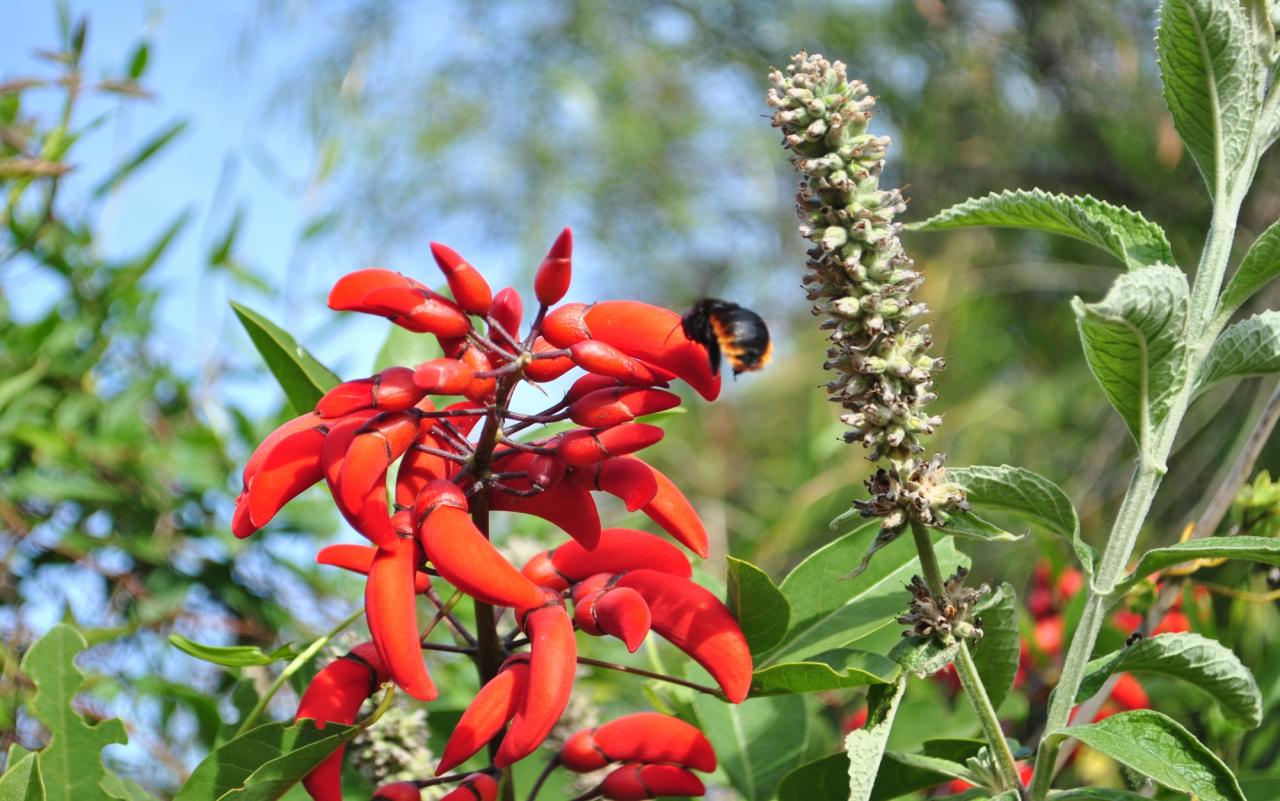 Etnobotánica: más allá de la verdulería y la farmacia