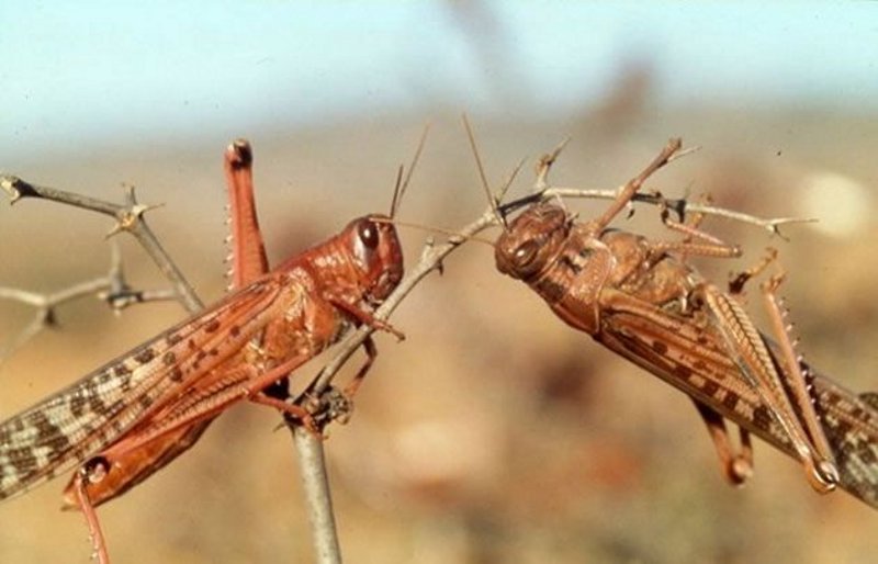 Langostas gigantes invaden localidades cordobesas