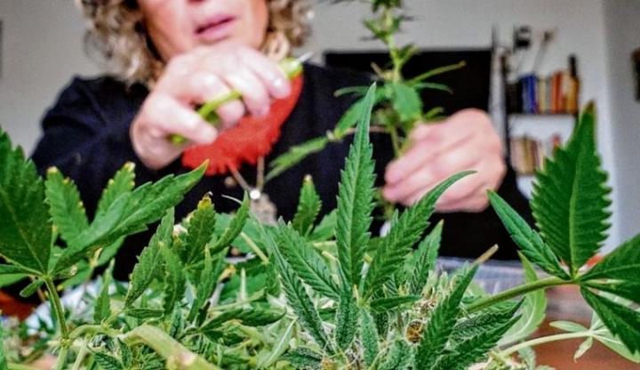 Autorizan el autocultivo de cannabis 