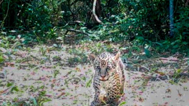 Nacieron dos cachorros de yaguareté 