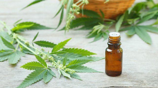 Santa Fe producirá aceite de cannabis