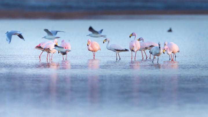 Ansenuza: el país tiene un nuevo Parque Nacional