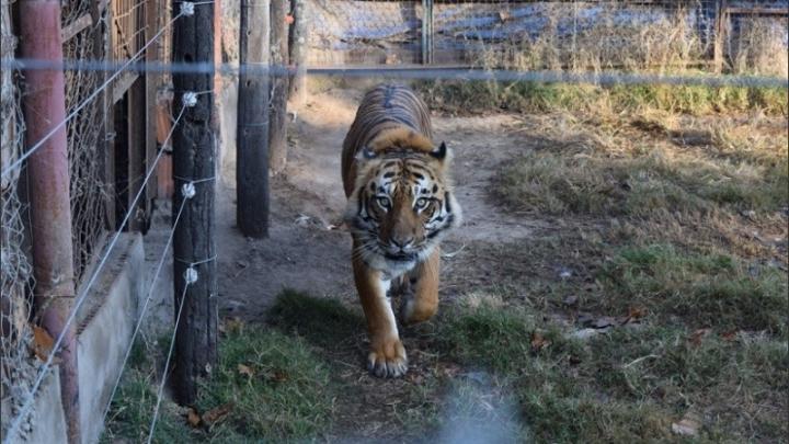 Rescatan un tigre de bengala y una leona en un campo de Santa Fe