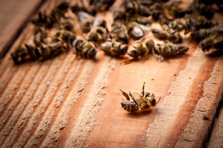 Agroquímicos mortales: productores apícolas perdieron todo