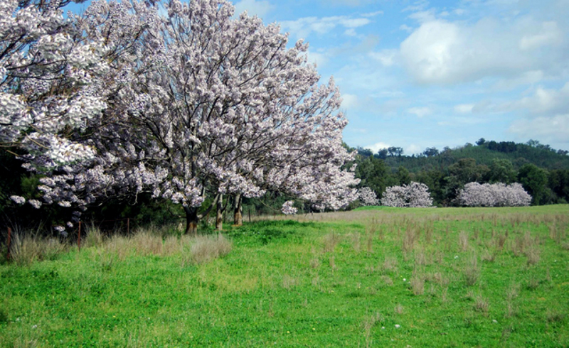 Kiri: “El árbol que salvará al planeta” será plantado en San Carlos