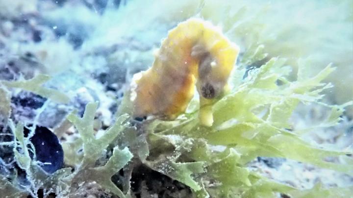 Creció un 400% la población de “caballitos de mar”