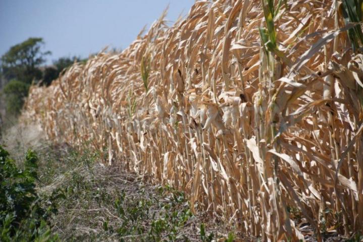 Declararán la emergencia agropecuaria en toda Santa Fe