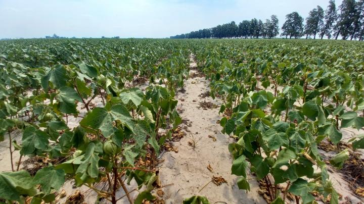 Cómo tramitar el certificado de emergencia agropecuaria