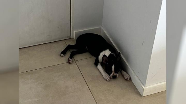 Motochorros le robaron su perra