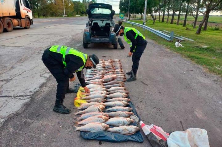 Decomisan más de 1500 pescados en Santa Fe