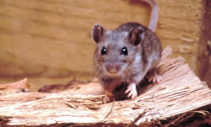 Murió una niña de 8 años por hantavirus