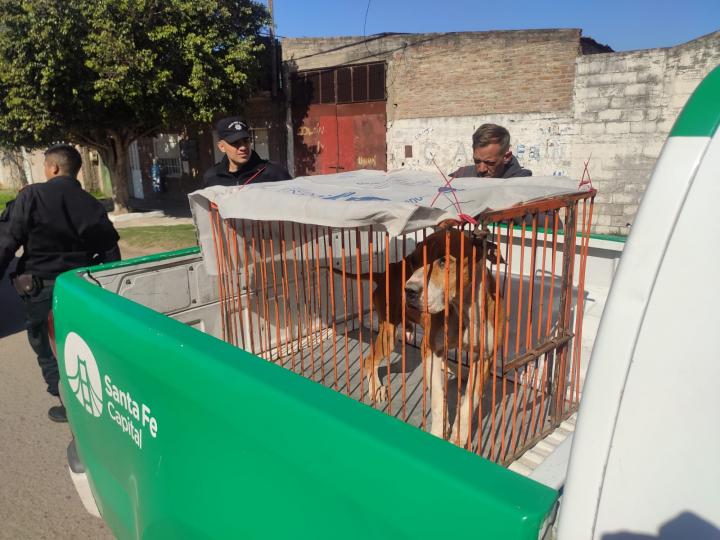 Maltrato animal en Santa Fe: liberan a cuatro perros
