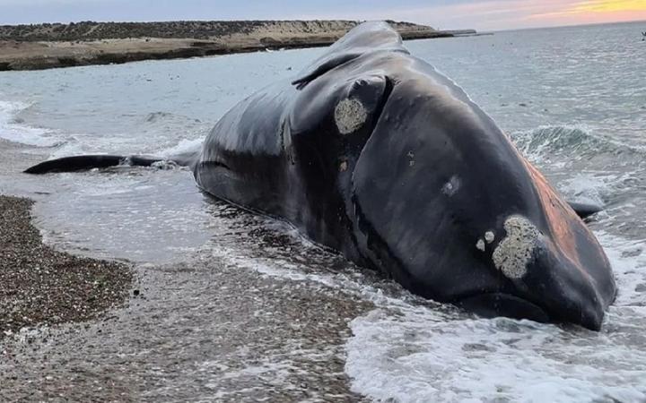 Hallaron 3 nuevos cadáveres y suman 18 las ballenas muertas 