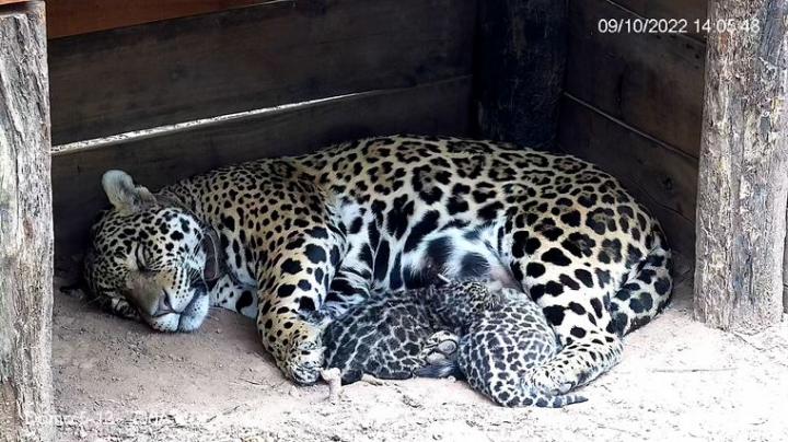 Nacieron dos cachorros de yaguareté en El Impenetrable