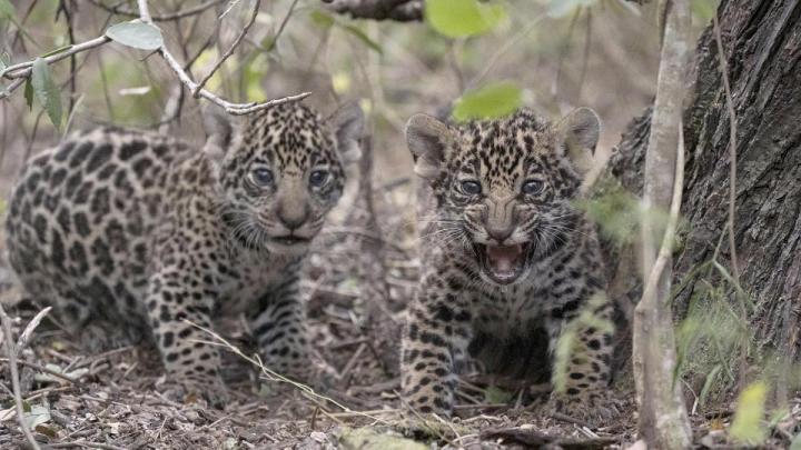 Trasladaron al Iberá a dos cachorros de yaguareté 