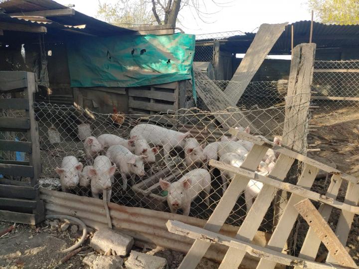 Detectan brotes de triquinosis en el sur de Santa Fe