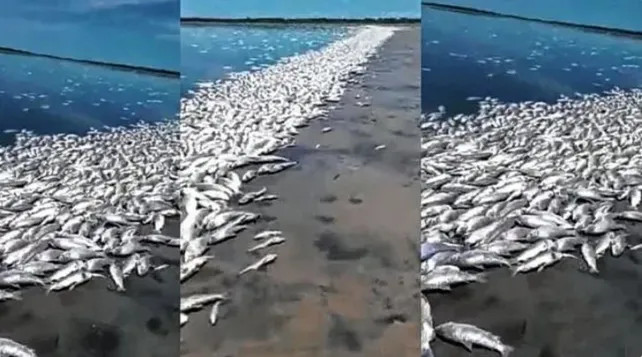 Impactante mortandad de peces en el norte santafesino 