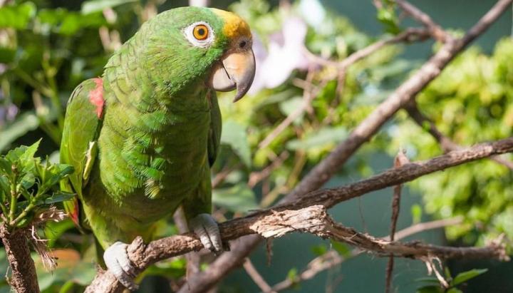 Alerta en el país por brote de psitacosis