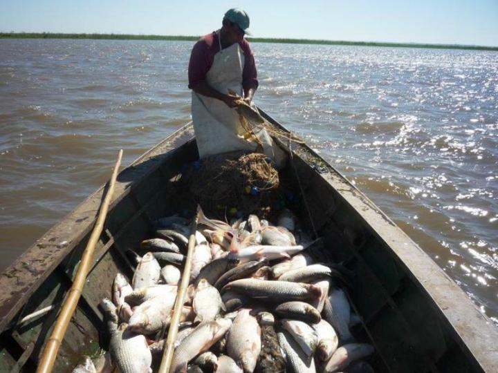 Récord mundial de agrotóxicos en peces del río Salado