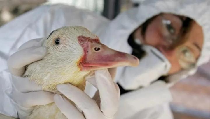 Declaran la emergencia sanitaria por casos de gripe aviar